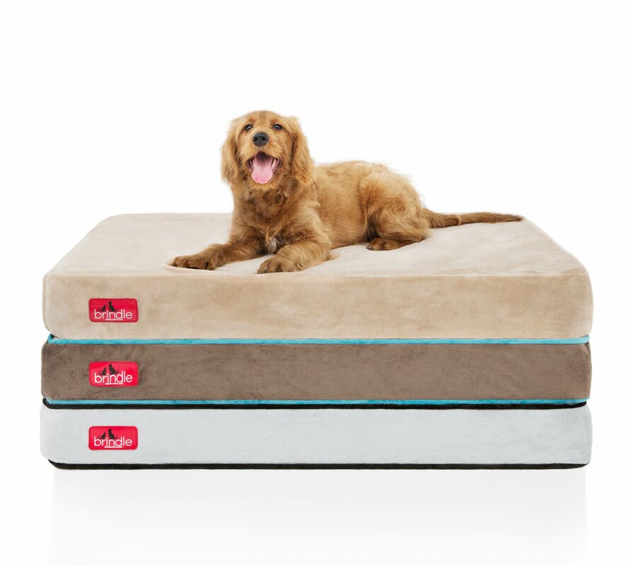 Brindle Orthopedic Memory Foam Dog Bed & Reviews Wayfair